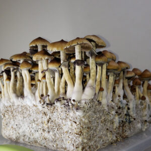 Cultivo